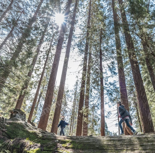 Preview: Three children walking in forest, Sequoia National Park, California, USA