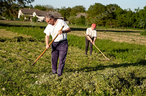Preview: farmers work in the field with pitchforks and rakes, collecting hay on a sunny summer day