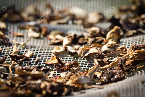 Preview: Dried mushroom in the sun