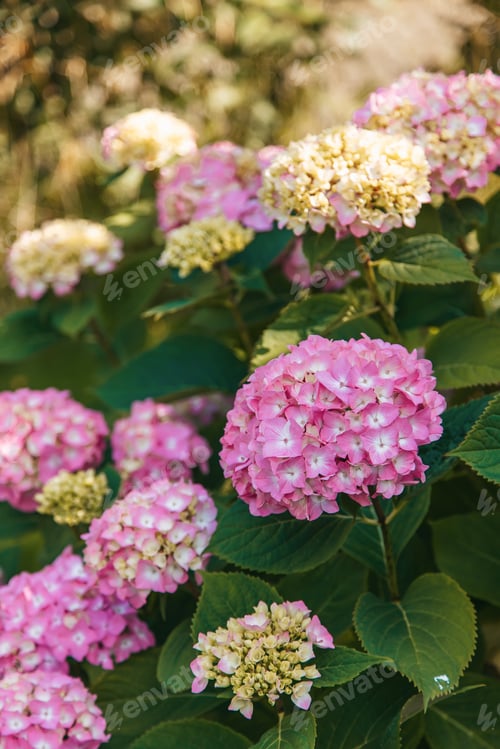 Preview: Large pink and white hydrangea flowers in full bloom, with a soft, sunlit bokeh background