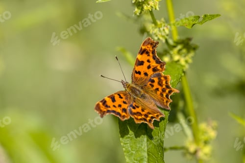 Preview: Comma butterfly