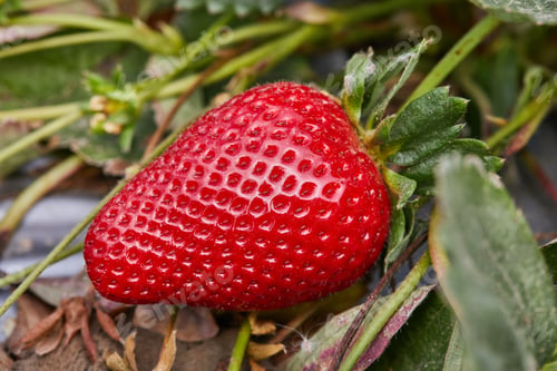Preview: Picking fresh strawberries on the farm, Close up of fresh organic strawberries growing on a vine