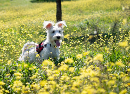 Preview: Puppy schnauzer puppy in white color and with red harness watch closely