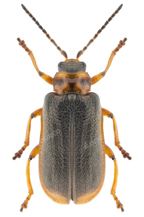 Preview: Galerucella nymphaeae