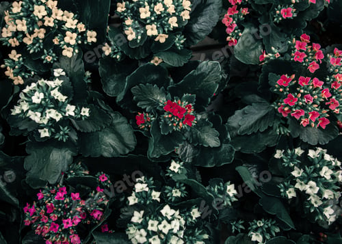 Preview: Bright background with lots of floral texture.