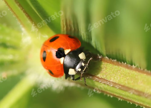 Preview: Ladybird / ladybug