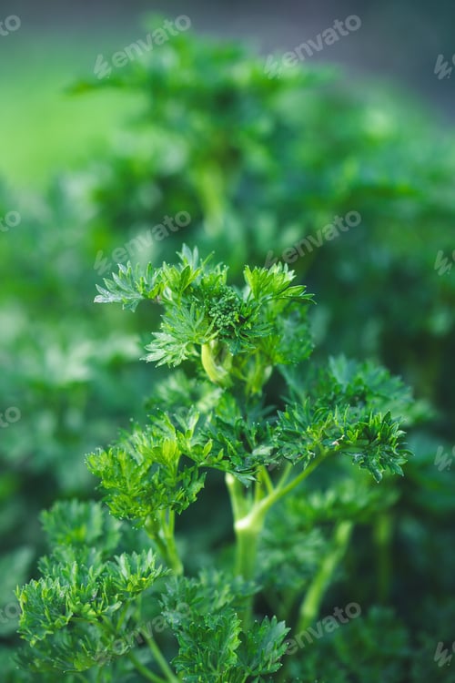 Preview: Parsley grows in the garden. Green leaves of parsley