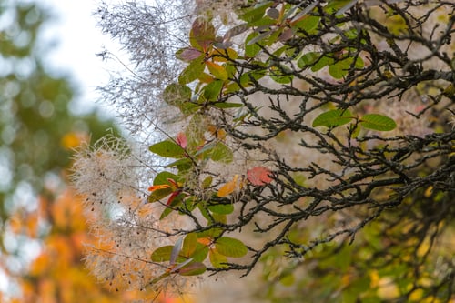 Preview: Natural autumn background. Branches of the scumpia close-up