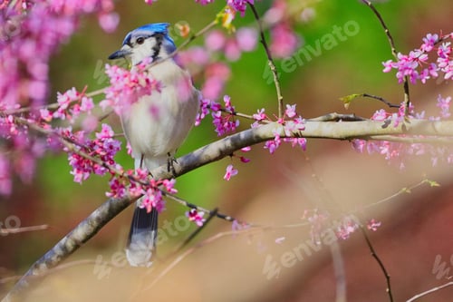 Preview: Closeup shot of a blue jay perching on a flowering tree branch
