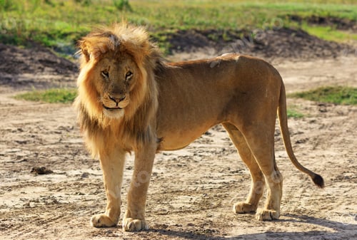 Preview: A Beautiful Wildlife in the World in pictures