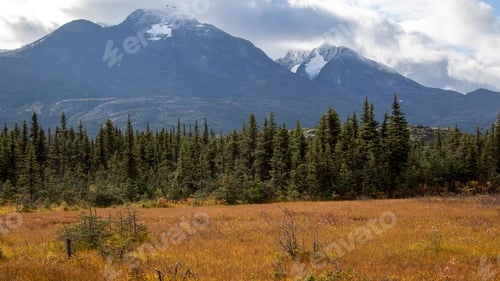 Preview: Meadow with golden grass, fir forest trees, and a majestic mountain in the background