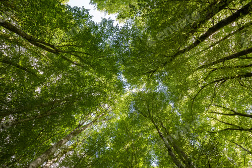 Preview: Canopy In A Beech Forest