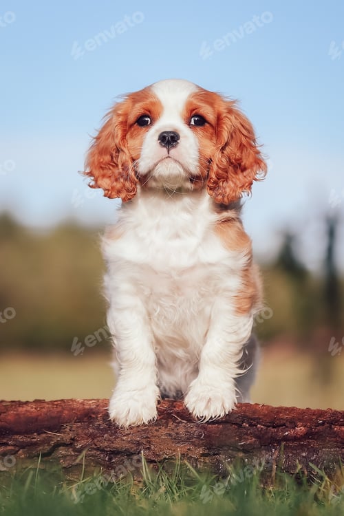 Vista previa: Vertical shot of the cute cavalier king Charles puppy near the log