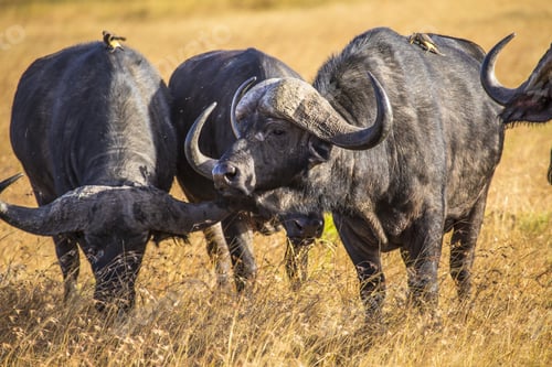 Preview: African buffalos next to each other in Masai Mara Safari, Kenya