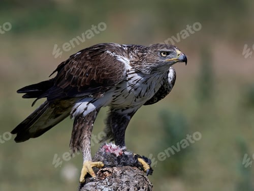 Preview: Bonellis eagle (Aquila fasciata)