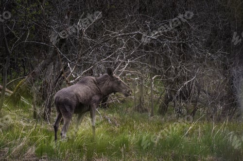 Preview: Black moose standing on a grass field with wooden branches in the background