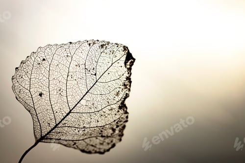Preview: A dried-up transparent leaf against a gray sky.