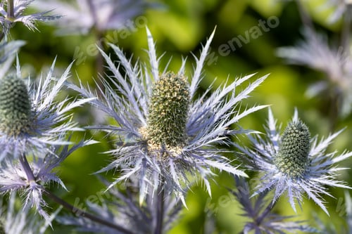 Preview: Eryngium alpinum 'Blue Jackpot' also known as Blue Sea Holly