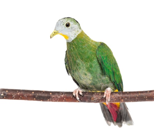 Preview: Black-naped Fruit Dove perched on branch, Ptilinopus melanospilus