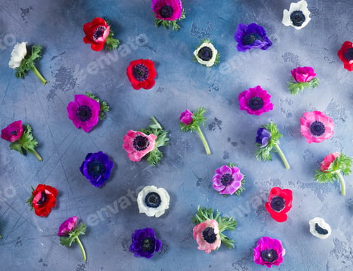 Preview: Anemones flowers on stone background