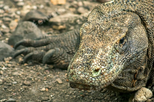 Preview: Large Komodo Dragon