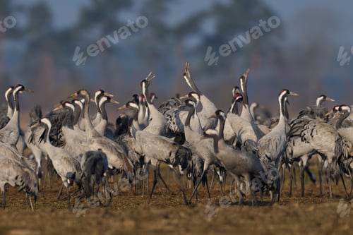 Preview: Common crane (Grus grus)