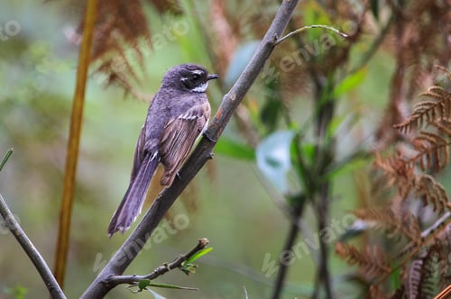 Preview: Grey Fantail Bird Perched in Australia