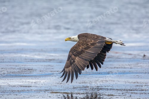 Preview: Eagle skimming