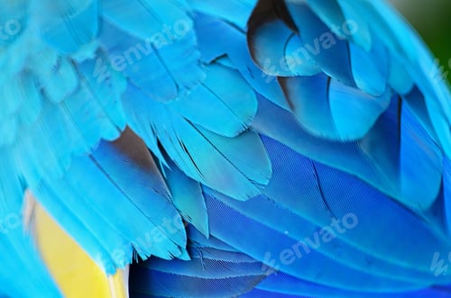 Preview: Blue and Gold Macaw feather