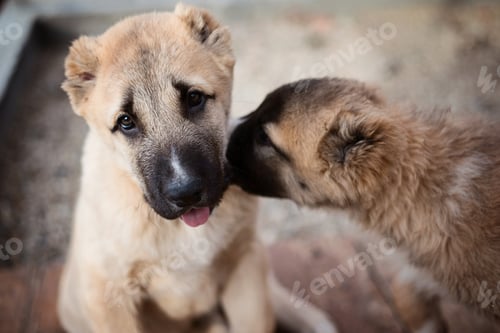 Preview: Two Adorable Puppies Affectionate Nuzzle Close Up