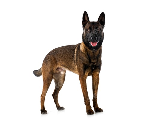 malinois in studio