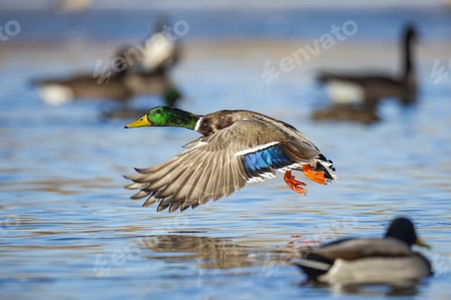 Preview: Mallard ducks in flight
