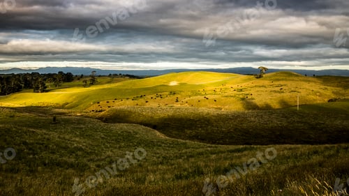 Preview: sunset landscape with cows