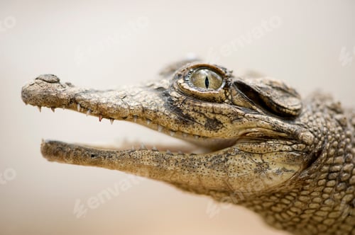 Preview: Young caiman