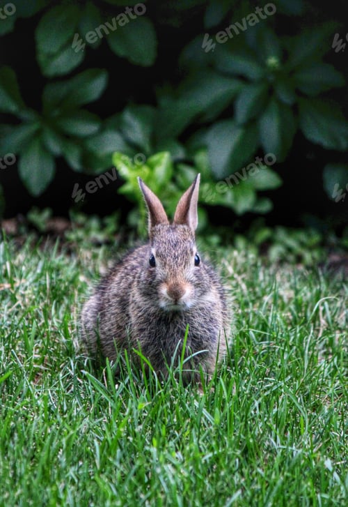 Preview: Bunny.