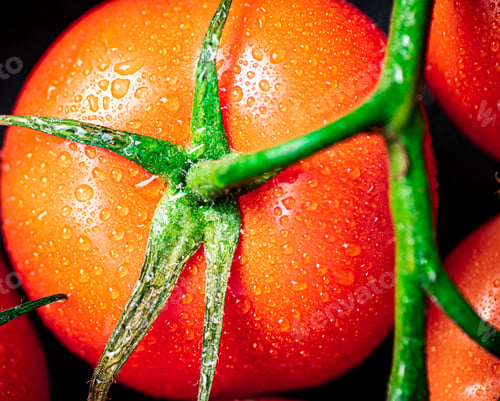 Preview: Red ripe tomato with drops of water.