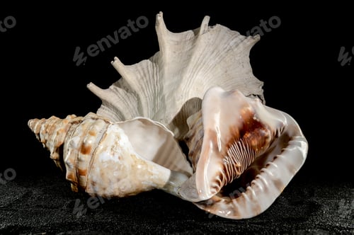 Preview: Still life of big seashells on a black background