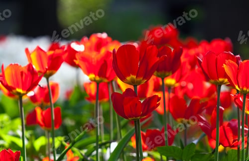 Preview: red tulips bed