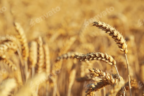 Preview: Ears of wheat in field, closeup. Space for text