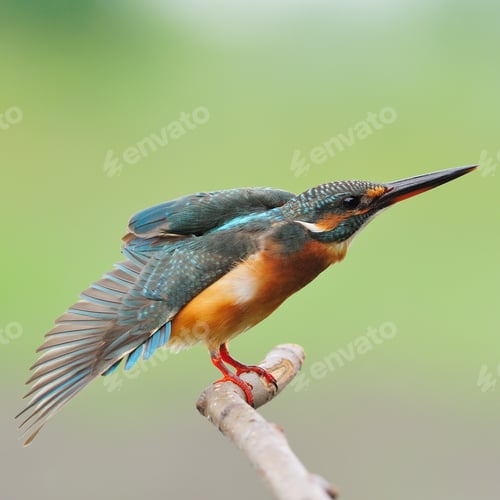 Preview: female Common Kingfisher