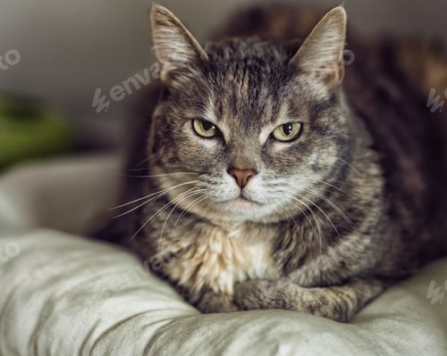 Preview: Closeup of a grey furry cat looking at the camera on a fluffy pillow