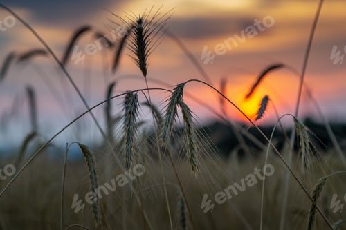 Preview: sunset in the rye field