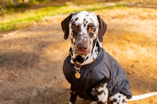 Preview: A cute dog in a gray coat sits in bright grass near forest lake. Autumn nature and a funny dog in a