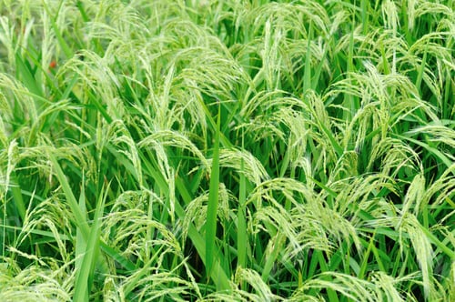 Preview: Beautiful terrace rice field in China