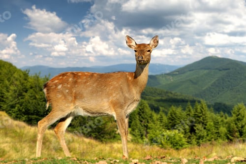 Preview: Deer on mountain background