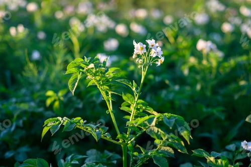 Preview: Blooming potatoes with white flowers on a farm field