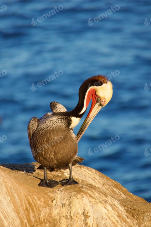 Preview: Beautiful colorful pelican sitting in the morning sun on top of the La Jolla Sea Caves and the ocean