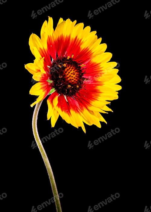 Preview: Blooming red Gaillardia on a black background