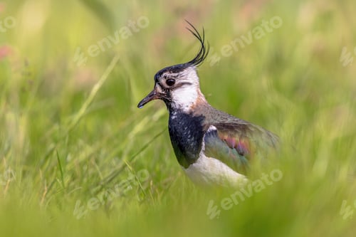 Preview: Northern Lapwing Display Behaviour