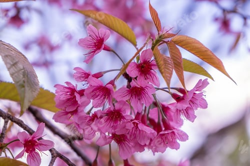 Preview: The beautiful pink cherry blossom flower on the tree in winter season, Chiang Mai, Thailand